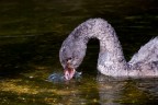 IL PULCINO DI CIGNO SI DISSETA IL PULCINO DI CIGNO SI DISSETA