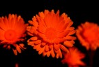 GERBERA GERBERA