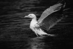 Gabbiano BW Gabbiano BW