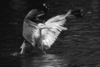 Gabbiano 2 BW