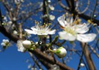 Primavera Primavera
