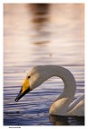 cigno
