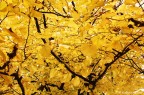 lo scorso autunno lo scorso autunno