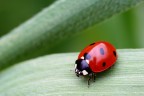 Coccinella