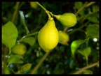 Lime! Lime!