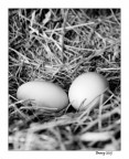 Buona pasqua! Buona pasqua!