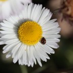 altra margherita, altra cocci