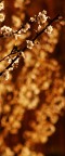 Primavera in verticale :P Primavera in verticale :P