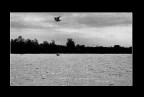 In volo In volo