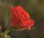 Rosa danica Rosa danica