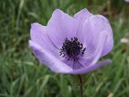fiore di campo fiore di campo
