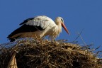 Cicogna sul nido
