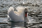 cigno cigno
