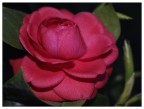 camelia camelia