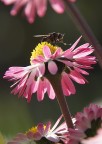 adoro quelle rosa! adoro quelle rosa!