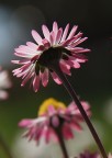 prato rosa prato rosa