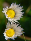 Mais ou sont les fleurs d'antan? Mais ou sont les fleurs d'antan?