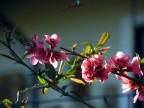 primi fiori
