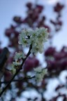 Fiori 6 Fiori 6