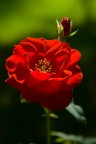 Rosso e Verde Rosso e Verde