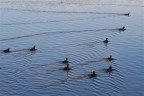 Fly formation Fly formation