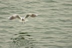 In volo sul Po # In volo sul Po #