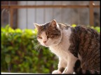 La mia gattona La mia gattona