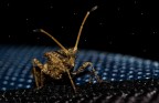 Space bug
