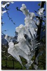 Una rondine non fà primavera Una rondine non fà primavera