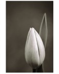 primavera primavera