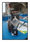 Una gattone deel Cinque Terre