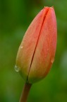 Bocciolo di tulipano dopo la pioggia Bocciolo di tulipano dopo la pioggia