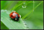 Coccinella sotto la pioggia
