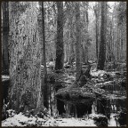 Selva Selva