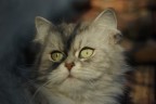 Gatto Gatto