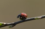 Coccinella Coccinella