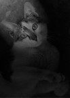 tenero micio tenero micio
