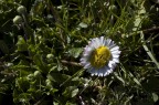 NIKON D40 con 50mm. f1.4 AI-S
Modo manuale  1/250 sec.  f.11  ISO 200

Da notare che il fiore � doppio