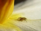 Ragnetto sul narciso Ragnetto sul narciso