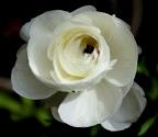 Fiore bianco .... Fiore bianco ....