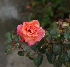Rosa Rosa
