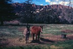 cavallo e asinello cavallo e asinello