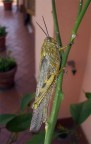 Cavalletta