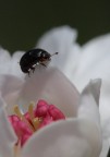 fiore con piccolo ospite fiore con piccolo ospite