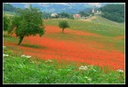 Papaveri Papaveri