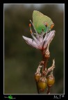 Callophrys rubi.... Callophrys rubi....