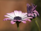 l'introverso e l'audace l'introverso e l'audace