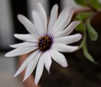 Fiore Fiore