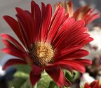 Rosso Rosso