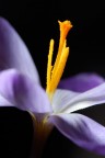 fiore fiore